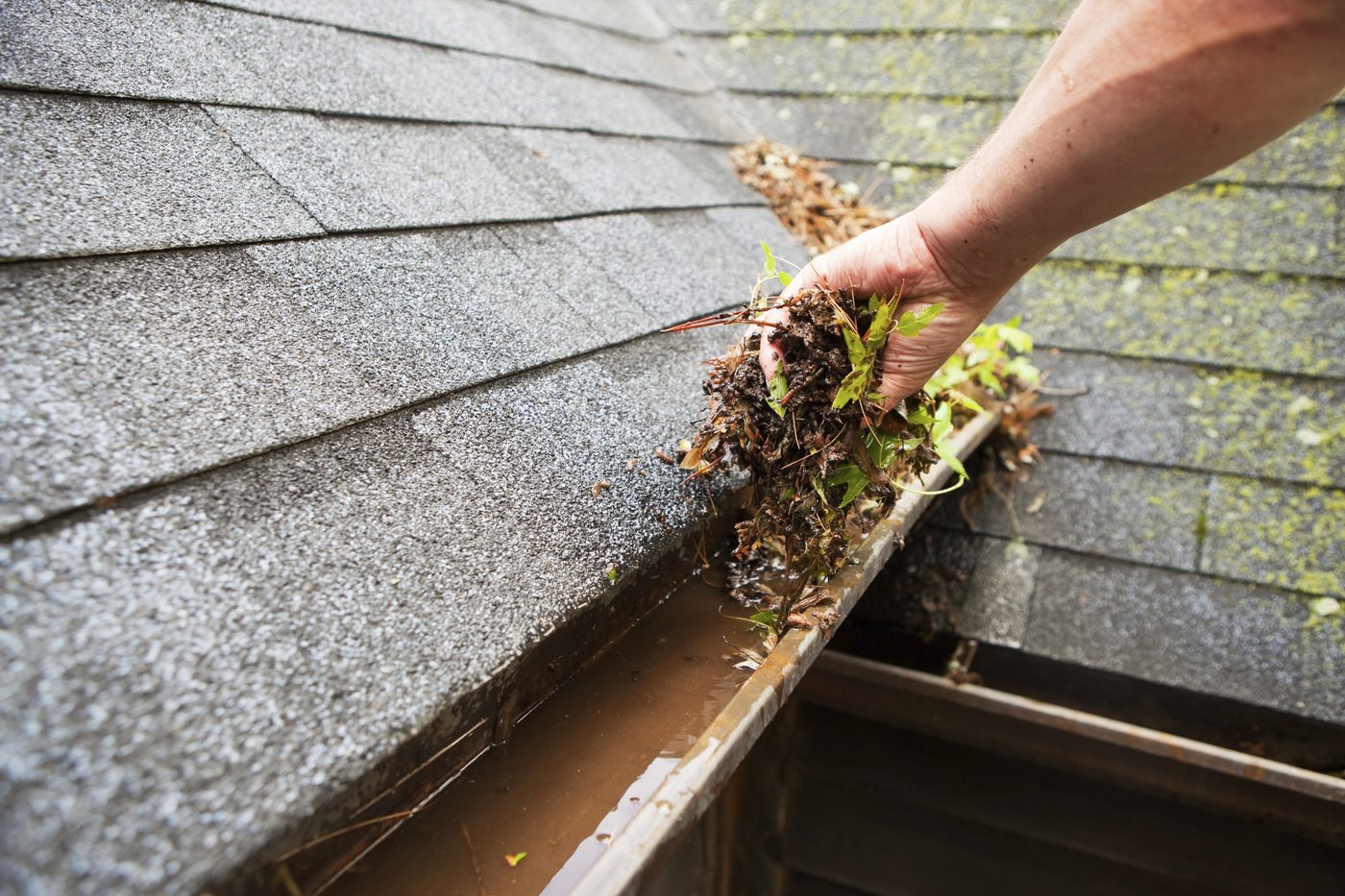 A hand clearing leaves and debris from a rain gutter